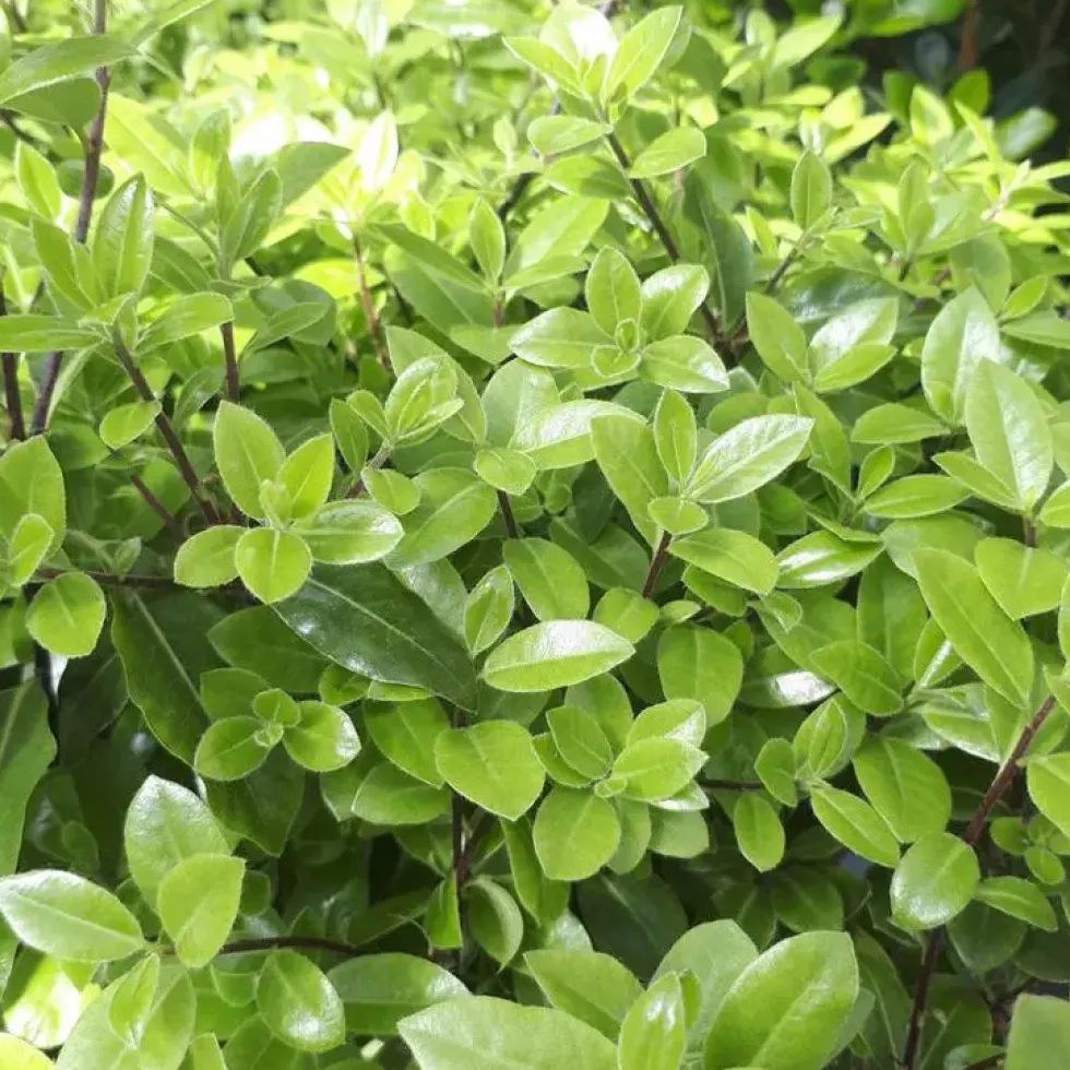 Pittosporum Tenuifolium Golden ball. Le pot de 4 litres