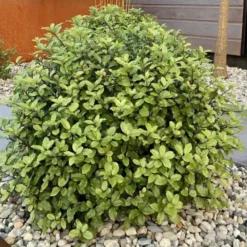 Pittosporum Tenuifolium Pom Pom boule. Le pot de 5 litres