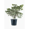 Pittosporum Tenuifolium Variegatum en pot de 9 L
