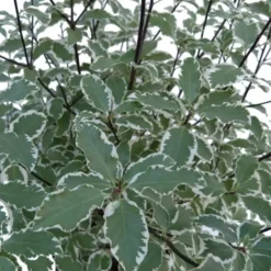 Pittosporum Tenuifolium Variegatum en pot de 9 L