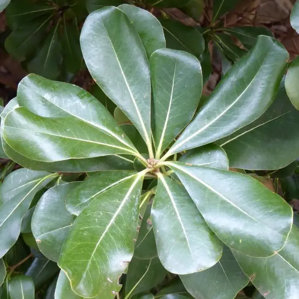 Pittosporum Tobira Nana - Le pot de 2,5 litres