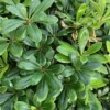 Pittosporum Tobira Nana. Le pot de 50 litres