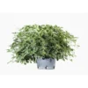 Pittosporum Tobira Nana (Pittospore du Japon nain) en pot de 30 L vert