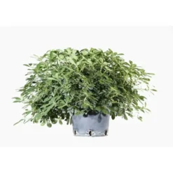 Pittosporum Tobira Nana (Pittospore du Japon nain) en pot de 30 L vert