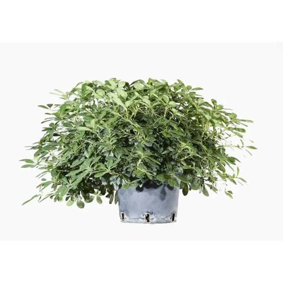 Pittosporum Tobira Nana (Pittospore du Japon nain) en pot de 30 L vert