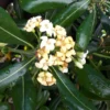 Pittosporum Tobira vert . Le pot de 30 litres