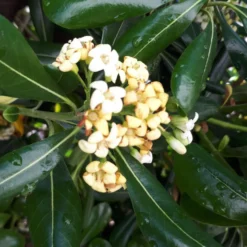Pittosporum Tobira vert . Le pot de 30 litres