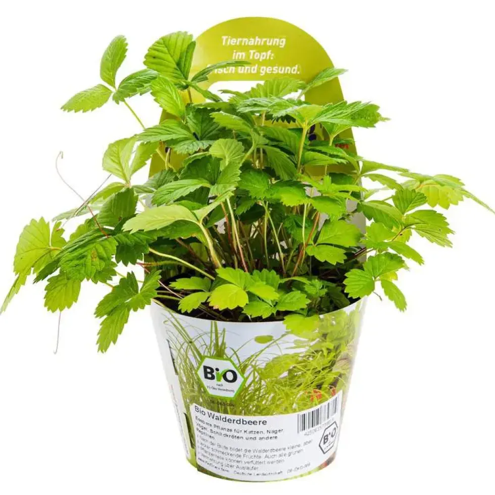 Plante Amie Des Animaux Fraise Des Bois Bio. Le pot de diamètre 11 cm