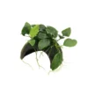 Plante aquatique Coco Cave avec Anubias Nana