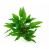 Plante aquatique en pot Cryptocoryne beckettii Petchii