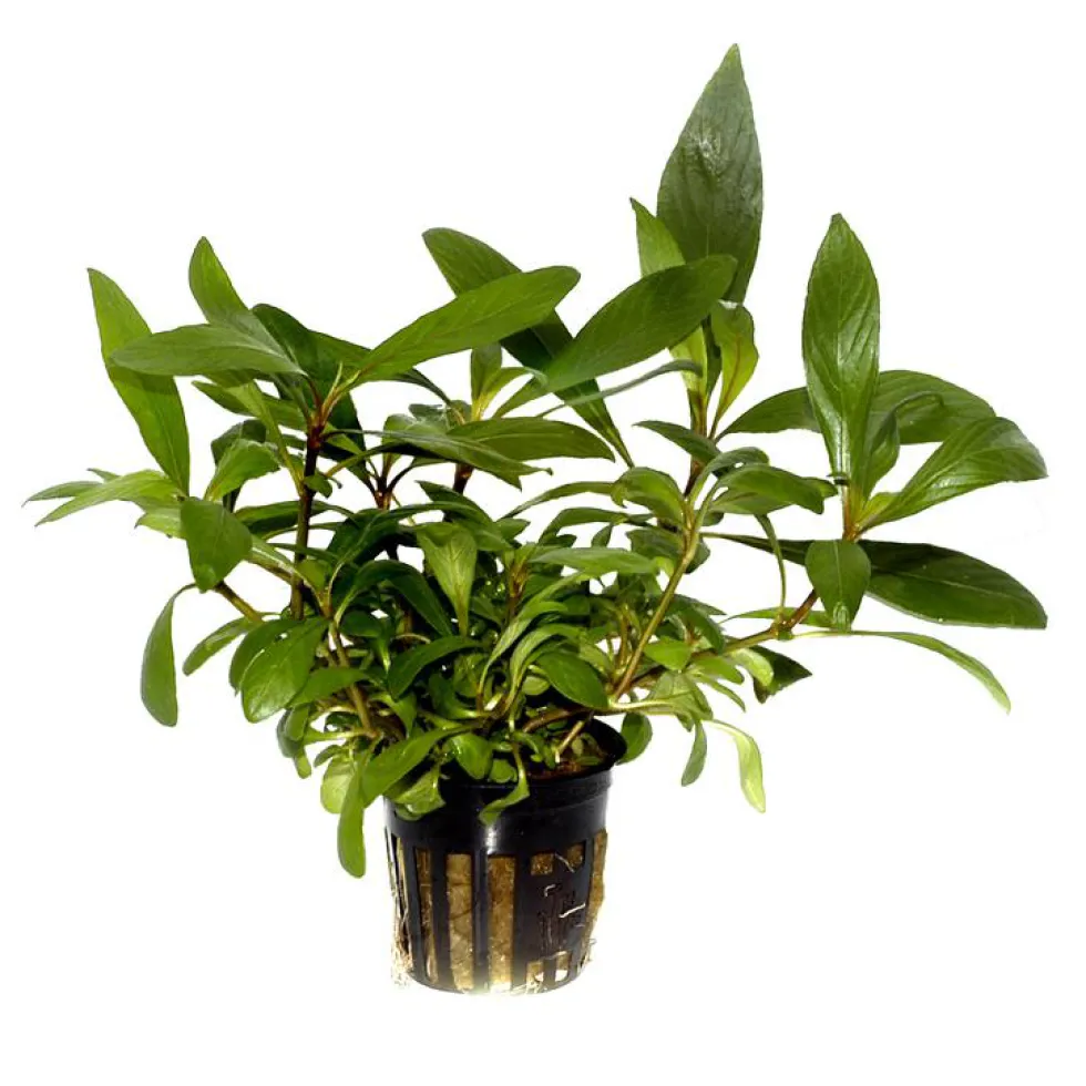 Plante aquatique Hygrophila Corymbosa Angustifolia en pot