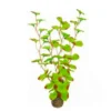 Plante artificielle aquarium, haute résistance, SUPERFISH, modèle Easy Plants High 13