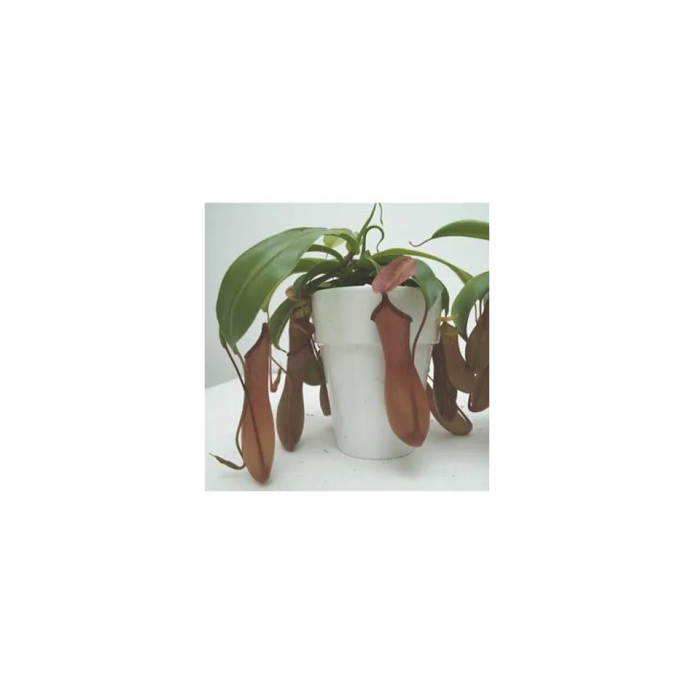 Plante carnivore Sarracenia
