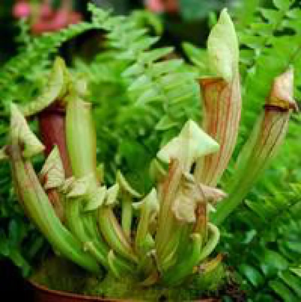 Plante carnivore Sarracenia