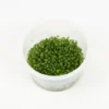 Plante Glossostigma elatinoide coloris vert en coupelle