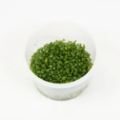 Plante Glossostigma elatinoide coloris vert en coupelle