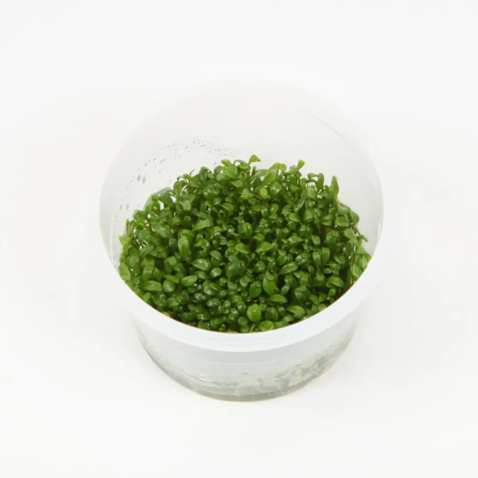 Plante Glossostigma elatinoide coloris vert en coupelle