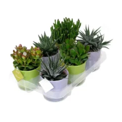 Plantes grasses et leurs cache-pots - modèle au choix