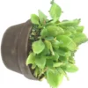 Plantes Grasses Terre Cuite - La coupe de 18 cm