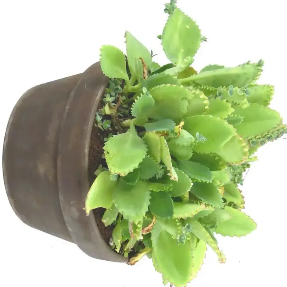 Plantes Grasses Terre Cuite - La coupe de 18 cm