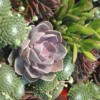 Plantes Grasses Variees - Le pack de 4 plants