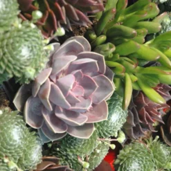 Plantes Grasses Variees - Le pack de 4 plants
