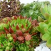 Plantes grasses variées - Le pot de 1 litre