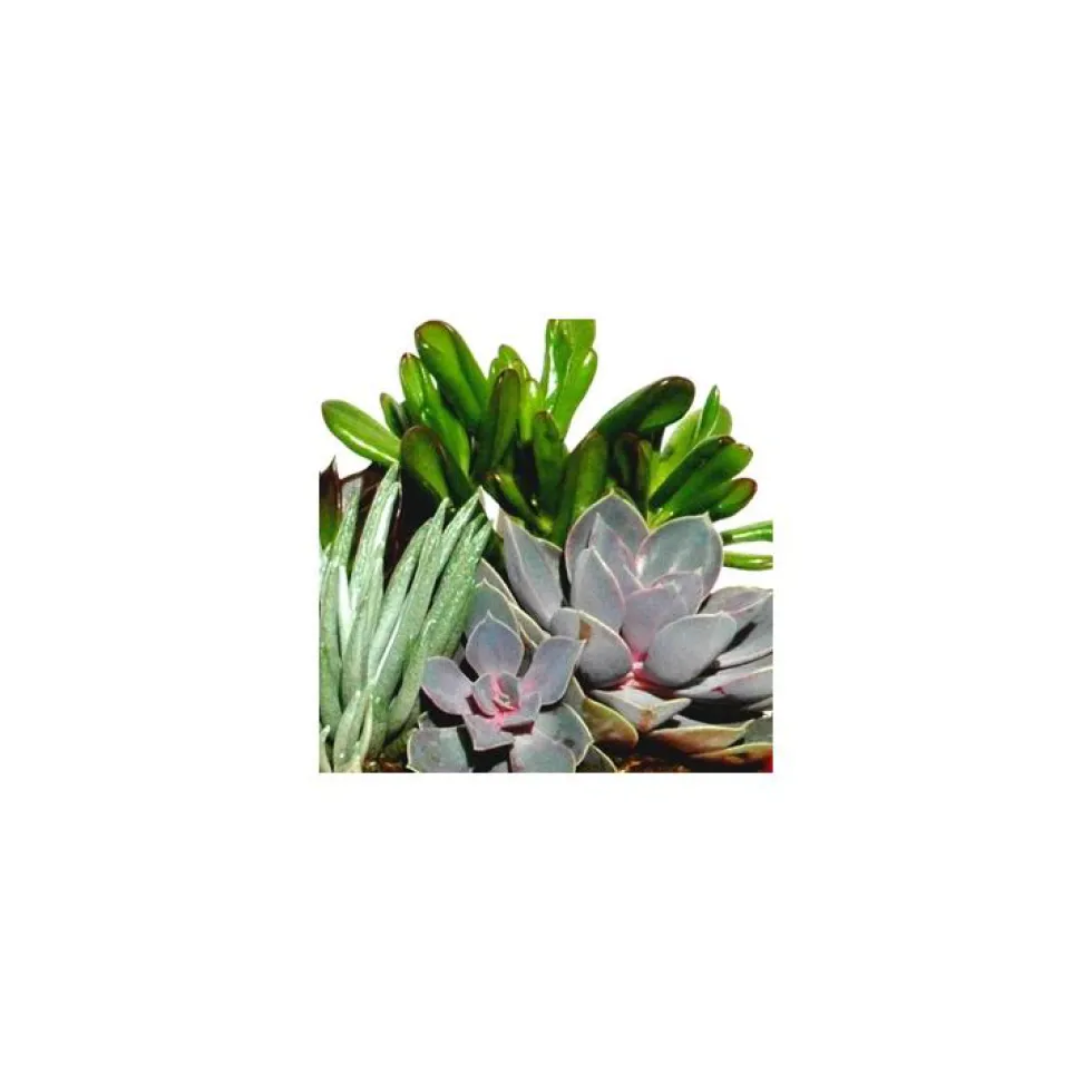 Plantes grasses variées - Le pot de 2 litres