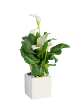 Plante verte calla coloris blanc - Ø 14 cm