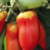 Plant Greffé De Tomate Andine Cornue Bio. Le pot de 9x9 cm