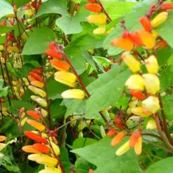 Plume d’indien ou Mina lobata - Le pot Théo de 4,5 litres