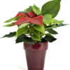 Poinsettia Baby rouge avec cache pot. Le pot de Ø 6 cm
