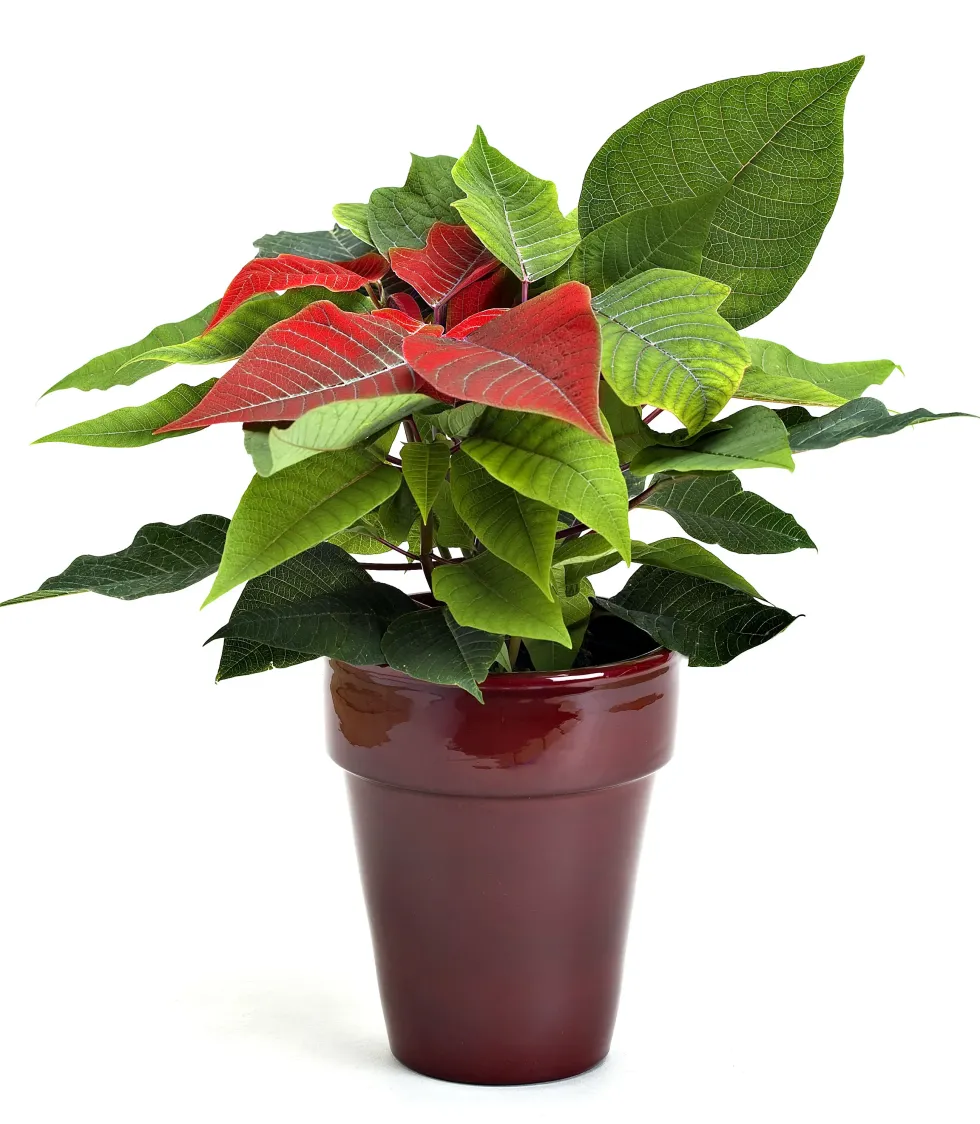 Poinsettia Baby rouge avec cache pot. Le pot de Ø 6 cm