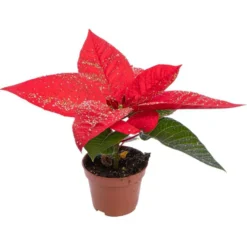 Poinsettia pailleté rouge en pot Ø 6 cm