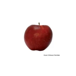 Pomme Dalinette bio de France - Prix au kg