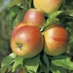 Pommier Belle De Boskoop. En racine nue, forme palmette U double