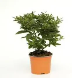 Pommier D'Amour - Le pot diam 12 cm