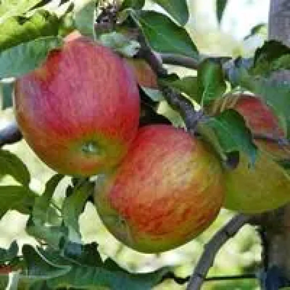 Pommier Elstar coloris rouge - 35 L