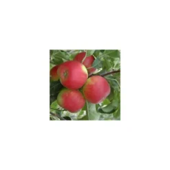 Pommier Pomme Des Moissons® Delprivale. Le pot de 15 litres, forme 1/2 tige