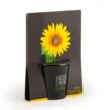 Pot black en céramique noire de Tournesol à semer Ø 6