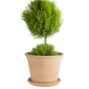 Pot Cocio Terraza en terre cuite claire D43x H32