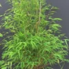 Pot de bambou fargesia angustissima 5 L