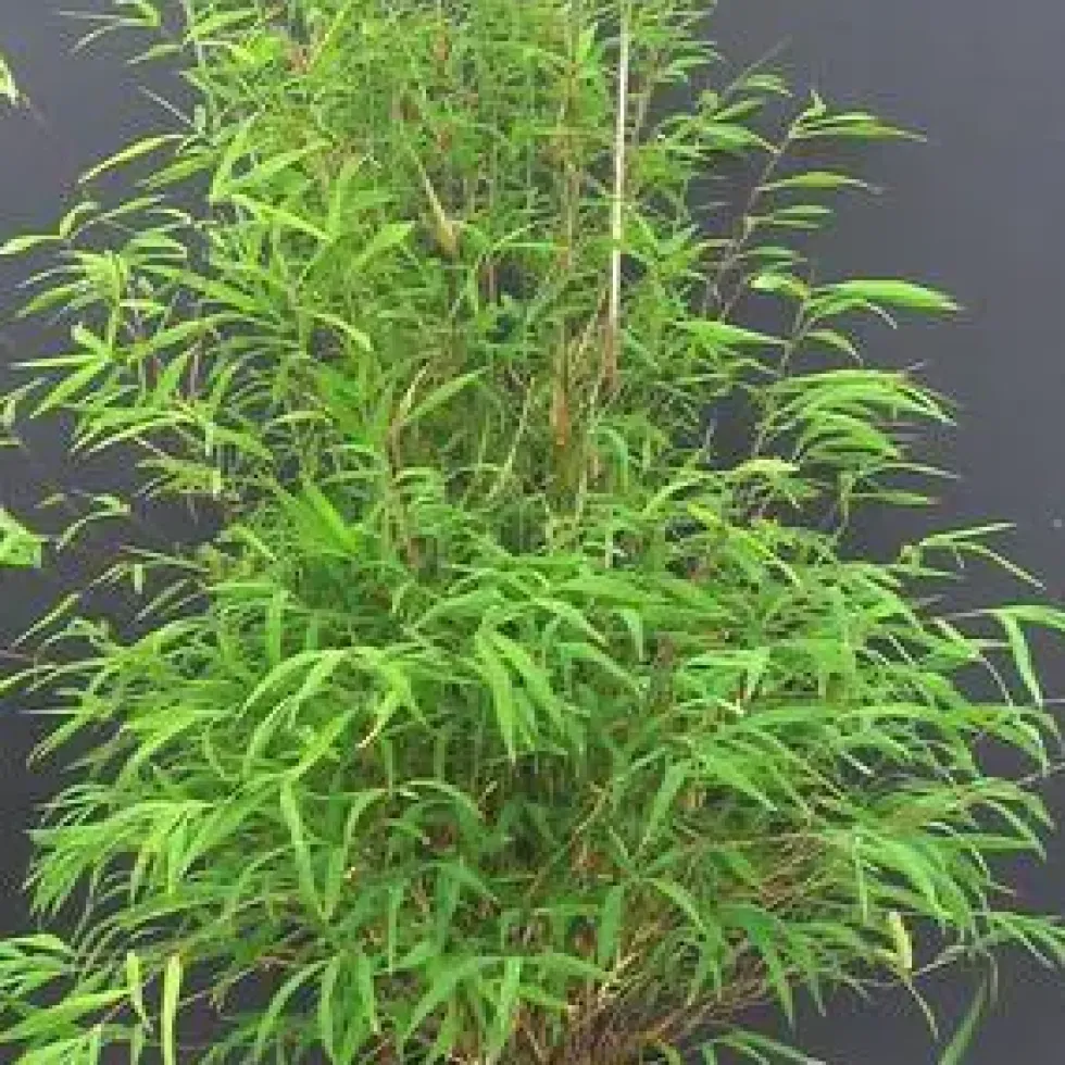 Pot de bambou fargesia angustissima 5 L