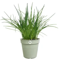 Pot de culture en polypropylène vert pierre Elho Green basics - Ø 15 x H 13,9 cm