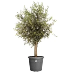Pot en plastique recyclé vert thyme green Elho Algarve Cilindro - Ø 40 x H 33 cm