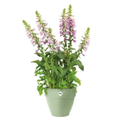Pot en polypropylène vert pistache Elho Vibia Campana - Ø 30 x 25,8 cm