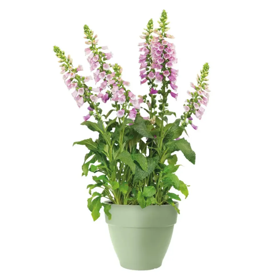 Pot en polypropylène vert pistache Elho Vibia Campana - Ø 20 x 17 cm