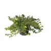 Potentille Elizabeth 40/50 jaune. Le pot de 5 litres