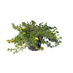 Potentille Elizabeth 40/50 jaune. Le pot de 5 litres