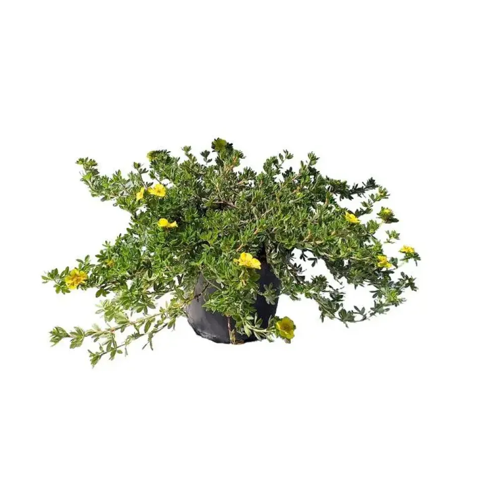 Potentille Elizabeth 40/50 jaune. Le pot de 5 litres